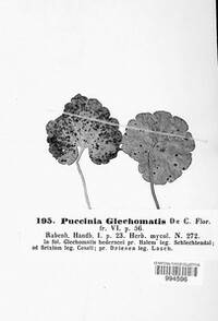 Puccinia glechomatis image